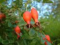 Rose hips